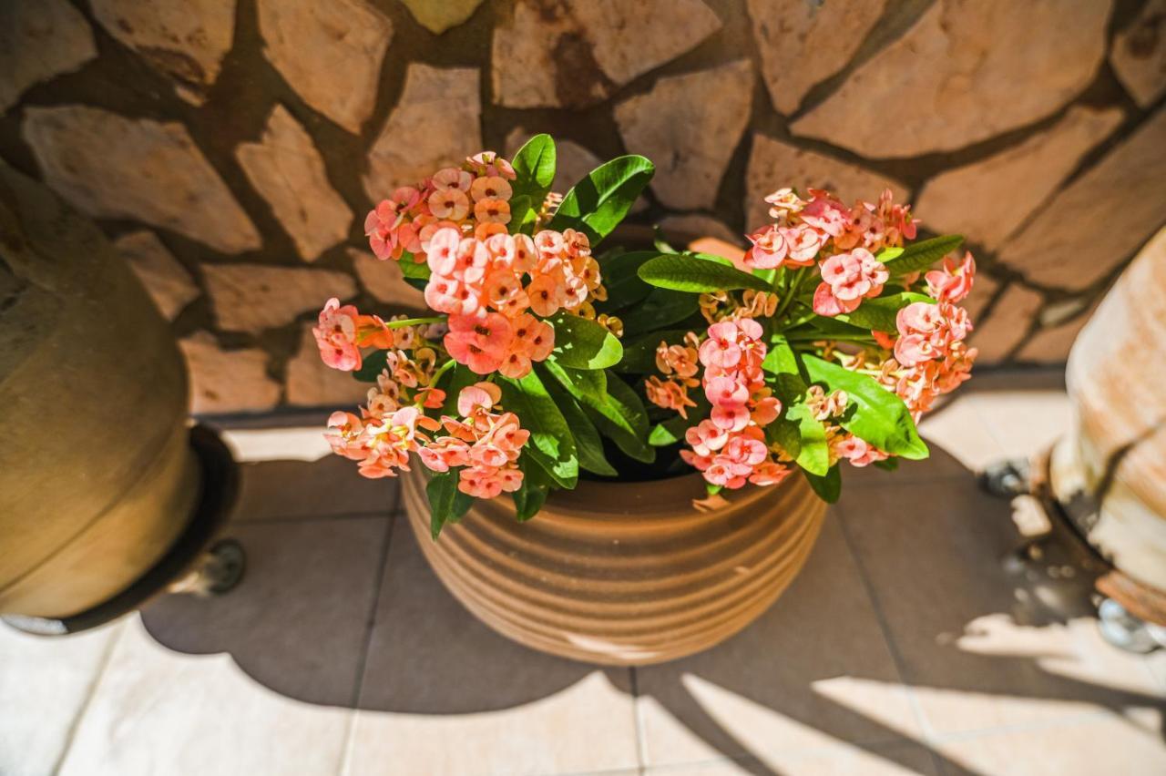 Aloe Villa Chania Crete Γεωργιούπολη Εξωτερικό φωτογραφία